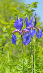 Flower of iris (Iris setosa) 9