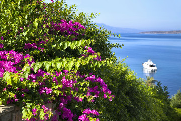 Bougainvillea and sea view from beautiful tourism city Bodrum
