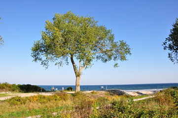 Fototapeta na wymiar einsamer Baum an der Ostseeküste
