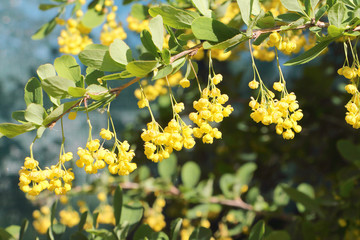 Branch of the blossoming barberry in a spring garden