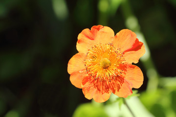 Orange flower of a geum in a garden