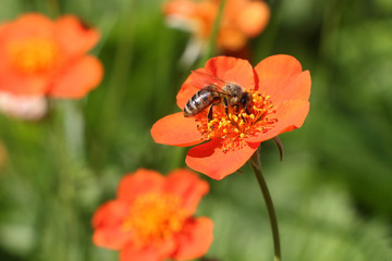 The bee collecting nectar on an orange flower of a geum in a garden
