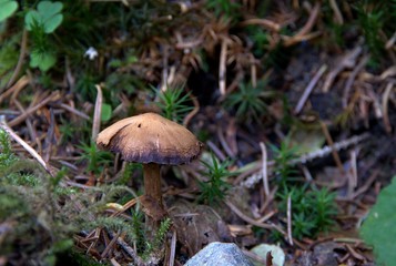 Champignons