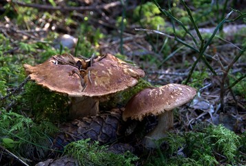 Champignons