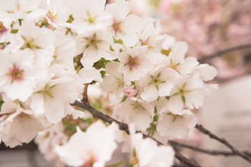 桜　SAKURA1