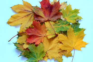 autumn leaves