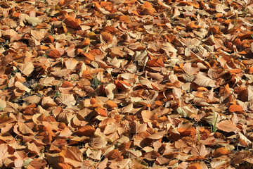 autumn leaves
