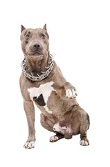 Pitbull gives paw sitting isolated on white background