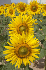 Obraz premium Sunflower in Field