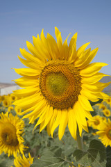 Obraz premium Sunflower in Field