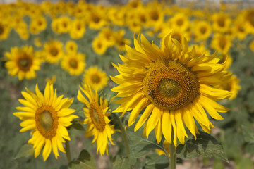 Fototapeta premium Sunflower in Field