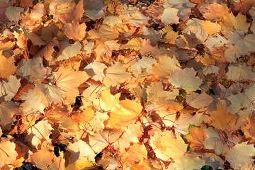 autumn leaves
