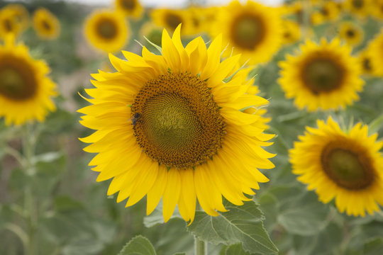 Sunflower in Field