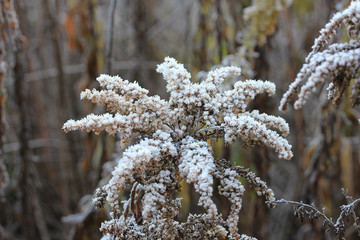 hoarfrost