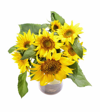 bunch of fresh bright sunflowers in glass vase isolated 