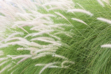 Imperata cylindrica Beauv of Feather grass