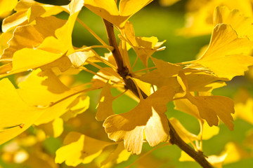 Ginkgo im Herbst