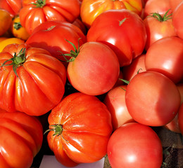Fresh and Ripe organic red tomatos on the farmer's seasonal market in europe