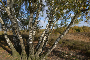 Herbst im Nationalpark Maasduinen