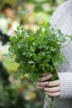 Person holding a bunch of freshly picked parsley