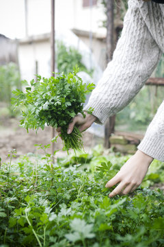Person picking a bunch of fresh parsley from the vegetable garden