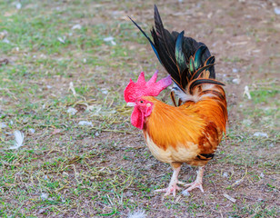 chicken bantam