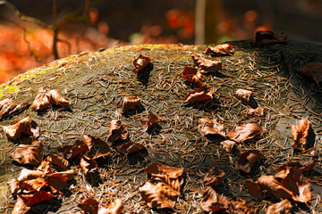 Pine Needles and Dry Leaves / Old tree stump with pine needles and brown dry leaves in the undergrowth