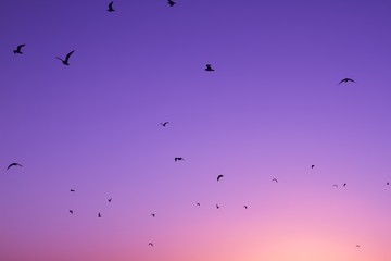 Obraz premium Gulls silhouetted against a pink and purple sunset