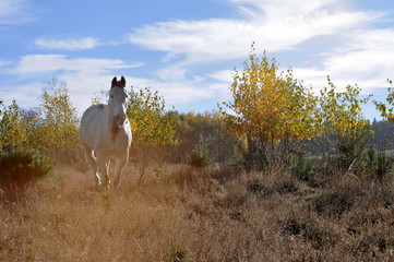 Freiheit, geschecktes Pferd im Gegenlicht galoppiert durch Birkenwald