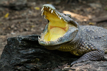 Naklejka premium crocodile