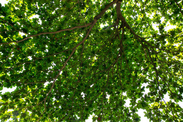 forest trees. nature green wood sunlight backgrounds.