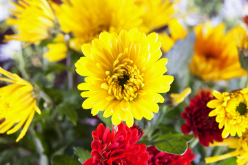 Yellow crysantemum in a bunch