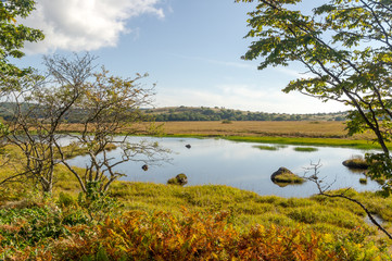 Wetlands of the plateau in Japan.Yellow grass.Sky reflected