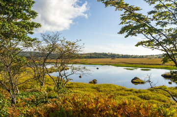 Wetlands of the plateau in Japan.Yellow grass.Sky reflected