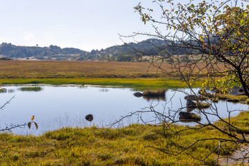 Wetlands of the plateau in Japan.Yellow grass.Sky reflected
