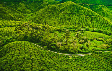 Tea plantation 