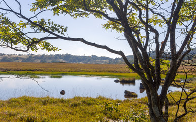 Wetlands of the plateau in Japan.Yellow grass.Sky reflected
