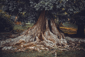 Big tree root