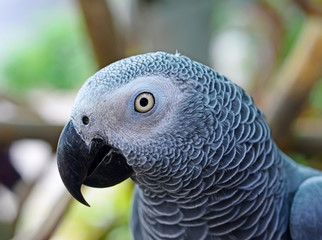 Obraz premium African Grey Parrot (Psittacus erithacus) Focus on the details