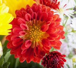 Red Chrysantemum in bunch