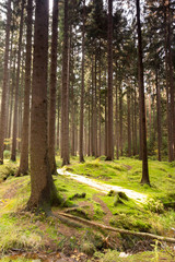 Herbstwald, Wald mit bunten Bäumen