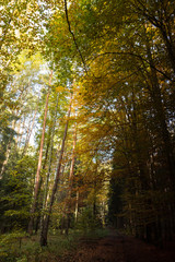 Fototapeta premium Herbstwald, Wald mit bunten Bäumen