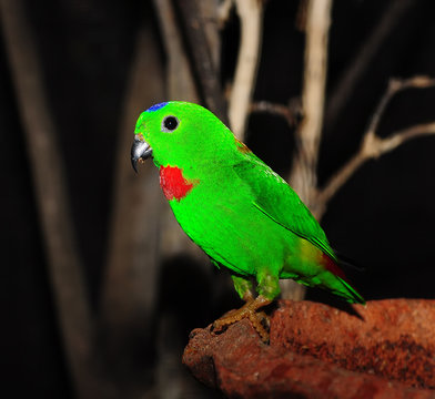 Green Colorful Bird (Blue-crowned Hanging Parrot)