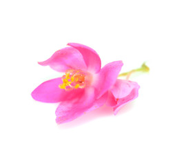 Obraz na płótnie Canvas Colorful pink flower, Coral Vine (Antigonon leptopus) isolated o