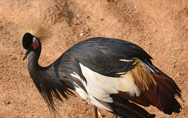 beautiful portrait African Crowned Crane in zoo