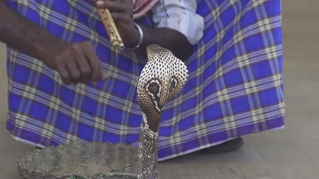 SLOW MOTION: Charming cobras with a flute