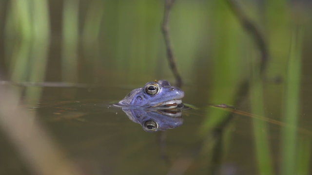Frog on top of the water surface