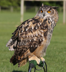 African Eagle Owl perched