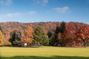 Wald, Herbstwald mit bunten Bäumen