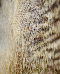 genuine leather skin of Meerkat closeup side and breast profile